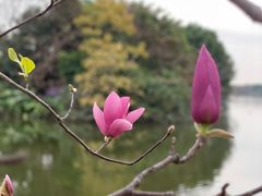 -海珠湖公园