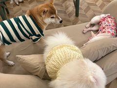 -怪兽屋·羊驼·猫咖·狗咖(俊华广场店)