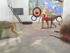 -西安秦岭野生动物园