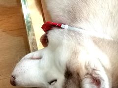 -Husky Go! 哈士奇体验馆·宠物咖啡厅狗咖