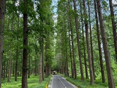 -黄海国家森林公园