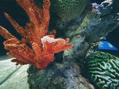 -暹罗海洋世界