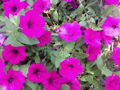 -北纬44度·金珠花海休闲农业旅游景区