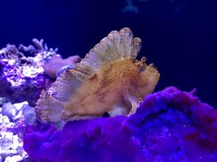-西雅图水族馆