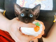 -70cat德文卷毛猫·缅因猫纯种猫舍