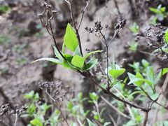 景点-南石洋大峡谷