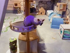 -zoonana室内动物园(东方福来德店)