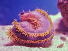 -上海海洋水族馆