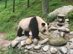 -都江堰中华大熊猫苑
