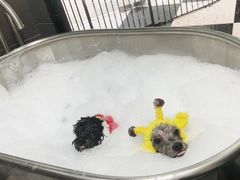 -Oh My Dog宠物沙龙(伊珊娜皮毛护理店)