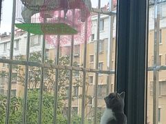 -艾贝尔宠物医院·24H转诊中心·肿瘤猫专科(江宁双龙店)