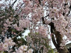 -西安青龙寺遗址景区