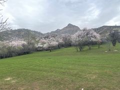 -中华福寿山
