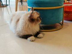 -平行世界·猫咖(首经贸店)