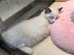 -momokira米努特·德文卷毛猫·棉花面纱犬