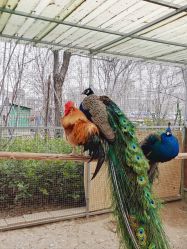 -萌宠亲子动物乐园(槐房万达店)