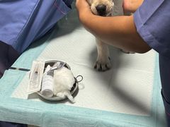 -半岛宠物医院24小时(科华中路店)