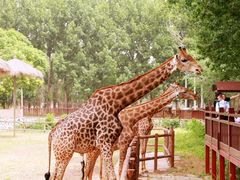 -北京野生动物园