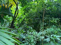 -呀路古热带植物园