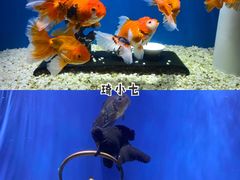 -合肥海洋世界