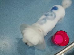 -西安京西宠物医院·瘫痪·疑难杂症