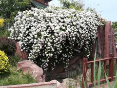 -武清南湖绿博园