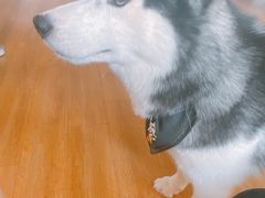 -Husky Go! 哈士奇体验馆·宠物咖啡厅狗咖