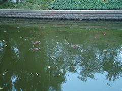 景点-菖蒲河公园