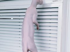 -猫小院猫主题咖啡厅(北锣店)