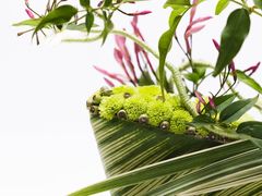 -荷兰布尔玛国际花艺学院