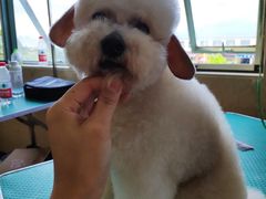 -优缇多格专业宠物美容师培训学校