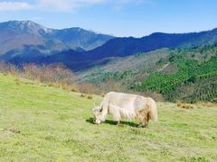 -硗碛藏寨·神木垒景区