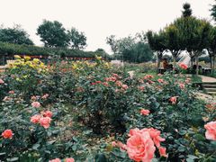 -武汉紫薇都市田园