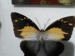 -上海昆虫博物馆