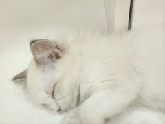 -三花喵·撸猫购宠·宠物生活馆(虹桥南丰城店)