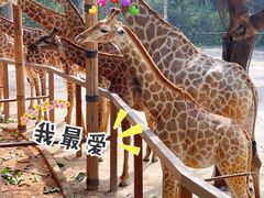 -深圳野生动物园