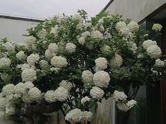-苏州园林博物馆