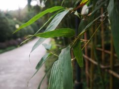 -大渡口区义渡公园