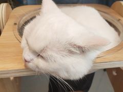 -飞行喵MR PILOT|猫舍·猫咖(静安大融城店)