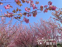 -高东镇樱花园