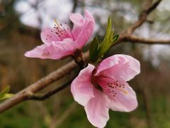 -上海市龙华烈士陵园