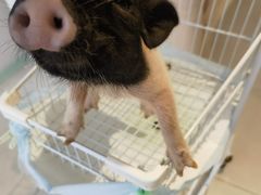 -怪兽屋·羊驼·猫咖·狗咖(俊华广场店)