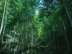 -江西阳明山国家森林公园