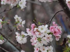-天适樱花悠乐园