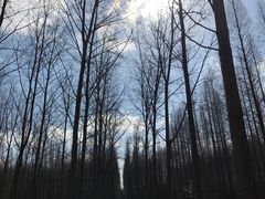 -黄海国家森林公园