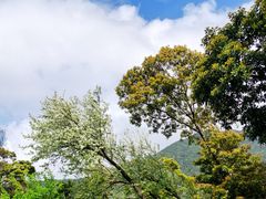 -梧桐山风景名胜区