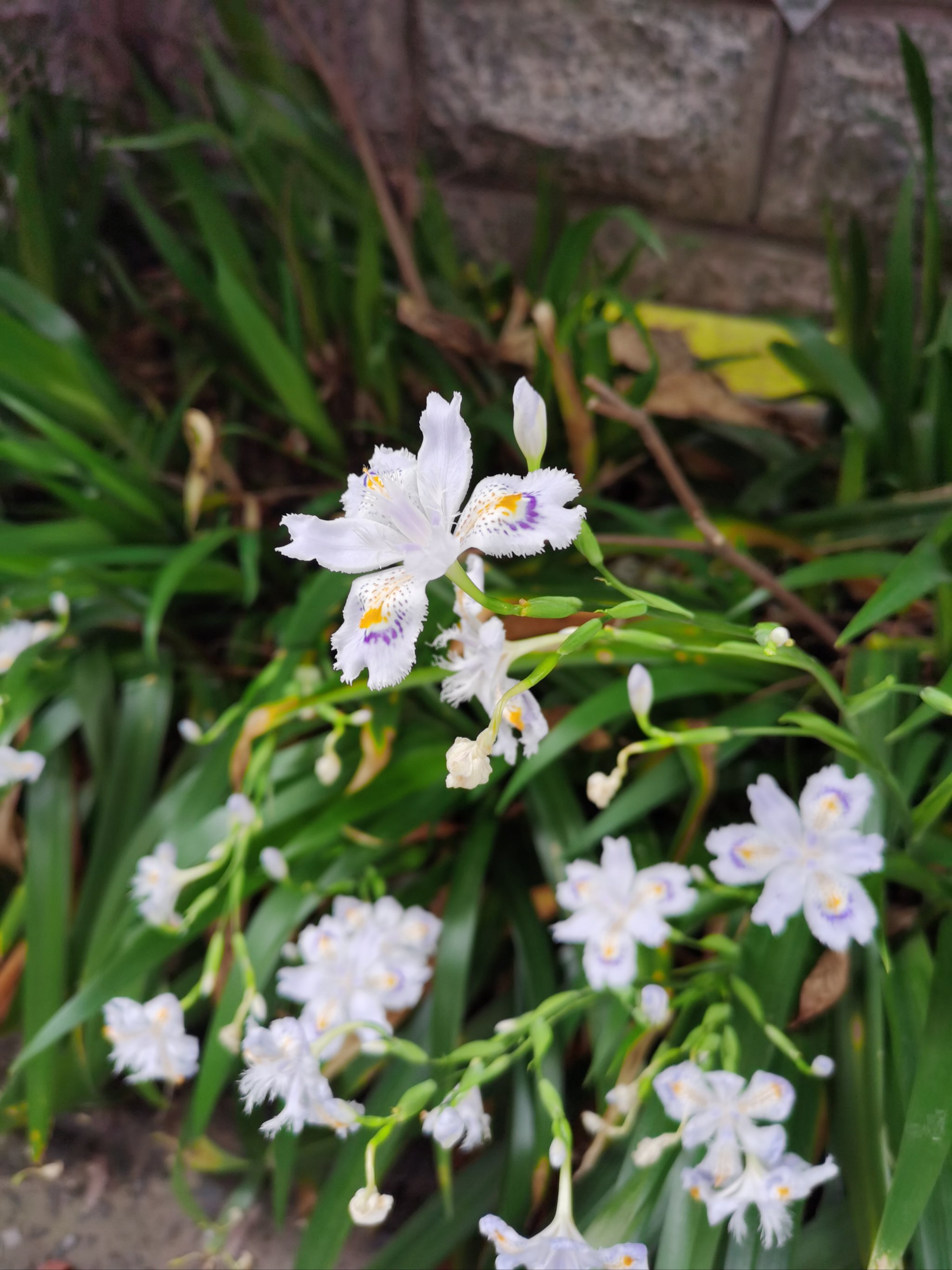 兰花草与蓝花草图片