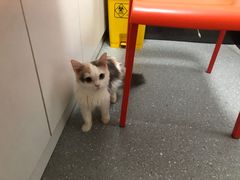 -伟伟宠物医院·瑞派猫友好医院·猫科(光谷店)