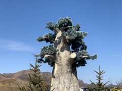 -灵山