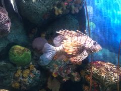 -暹罗海洋世界